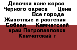 Девочки кане корсо. Черного окраса.  › Цена ­ 65 000 - Все города Животные и растения » Собаки   . Камчатский край,Петропавловск-Камчатский г.